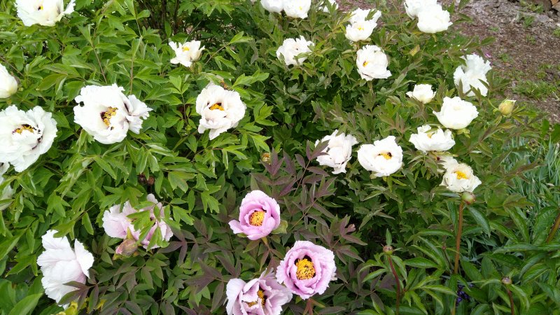 Paeonia rockii Puupioni